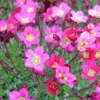 Saxifrage mousse - Le pot de 1 litre