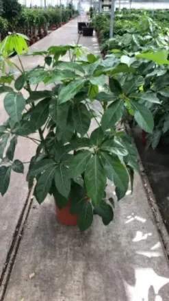Schefflera Amate 3 touffes. Le pot de Ø 30 x H 130 cm