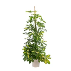 Schefflera Arboricola Gold Capella ou Arbre parapluie. Le pot Ø 20 cm