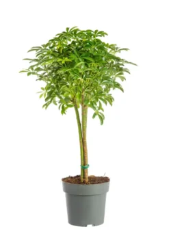 Schefflera Luseana avec tronc tressé vert. Le pot Ø 21 cm