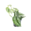 Scindapsus Trébie pot Ø12xH20 cm