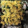 Sedum Acre jaune. Le pot de 1 litre