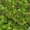 Sedum de Chine Coral Reef - Le pot de 2 litres