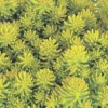 Sedum Harkonense Lemon Ball - Le pot de 4 litres
