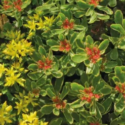 Sedum Kamtschaticum Variegatum jaune - Le pot de 9 x 9 cm