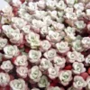 Sedum Sapthulifolium 'Purpureum' - Le pot de 1 litre