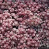 Sedum Spatulé 'Cape blanco' - Le pot de 1 litre