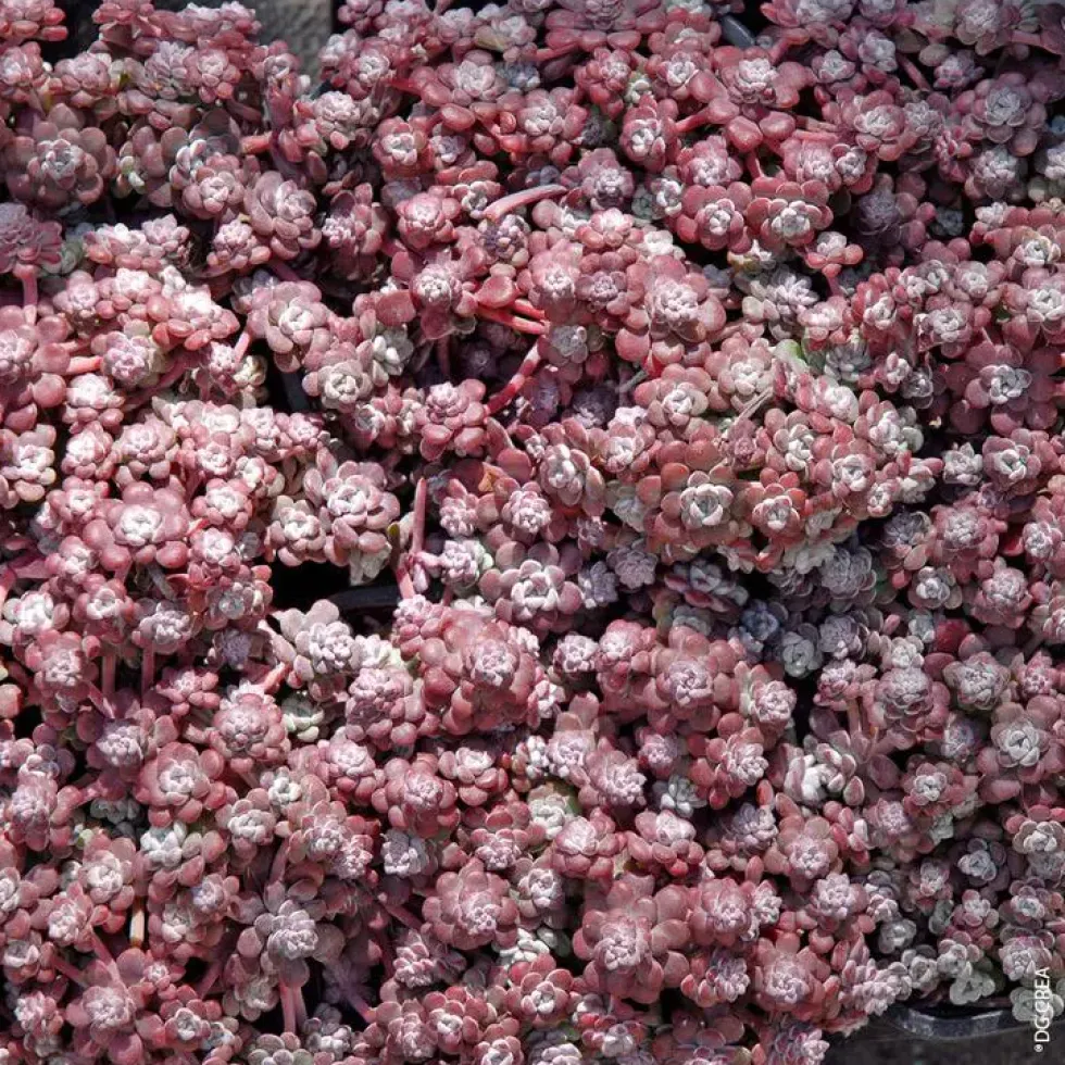 Sedum Spatulé 'Cape blanco' - Le pot de 1 litre