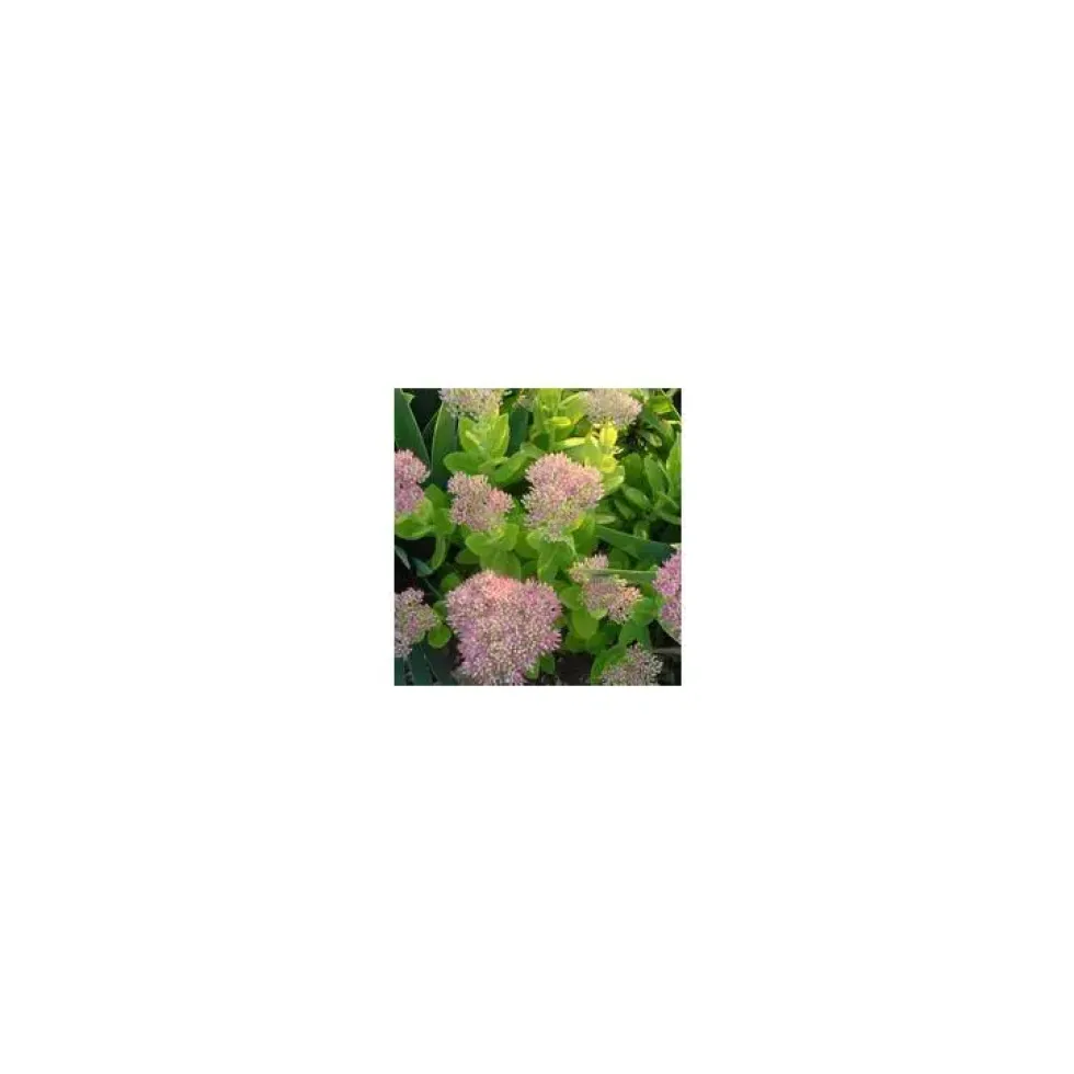 Sedum Spectabile - Le pot de 2 litres