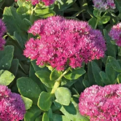 Sedum Spectabile - Le pot de 9 x 9 cm
