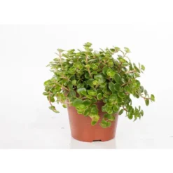 Sedum Tornado - Pot de Ø12 cm