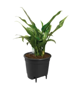 Self-watering insert d’arrosage automatique living noir Elho - 24 cm