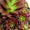 Sempervivum bicolore vert en pot de 2 L