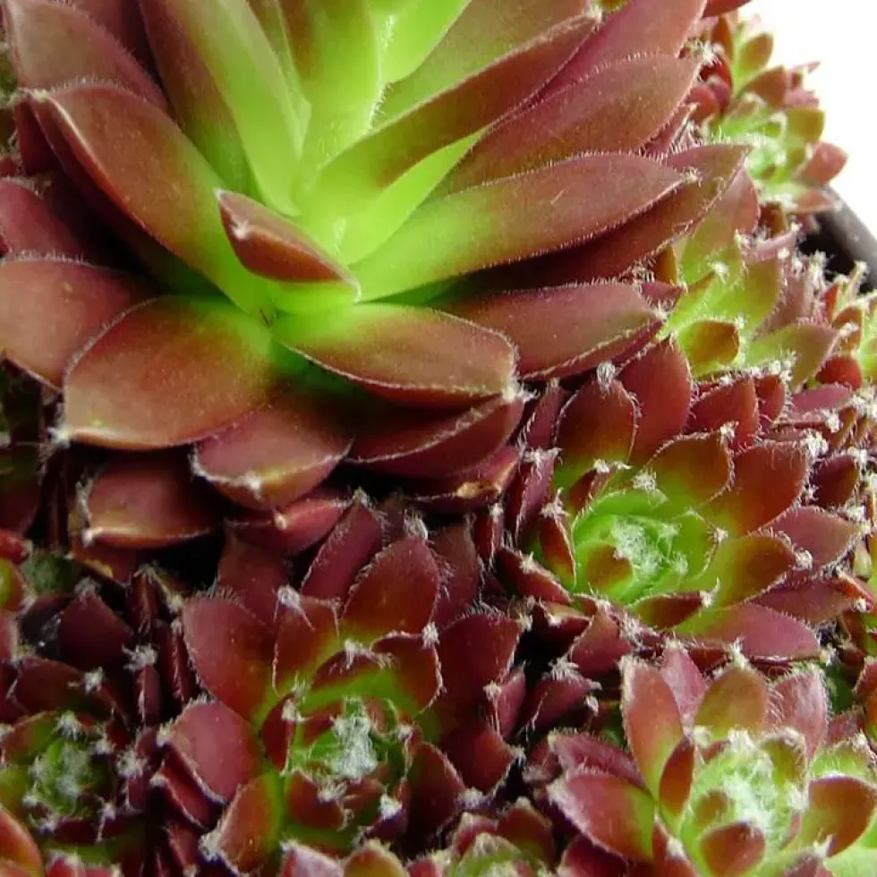 Sempervivum bicolore vert en pot de 2 L