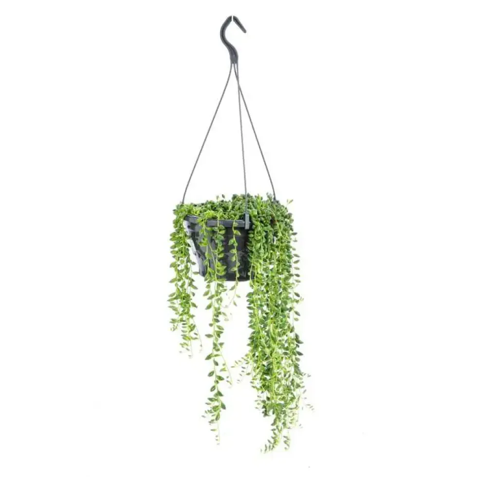 Senecio Herreanus suspension Ø12xH25 cm
