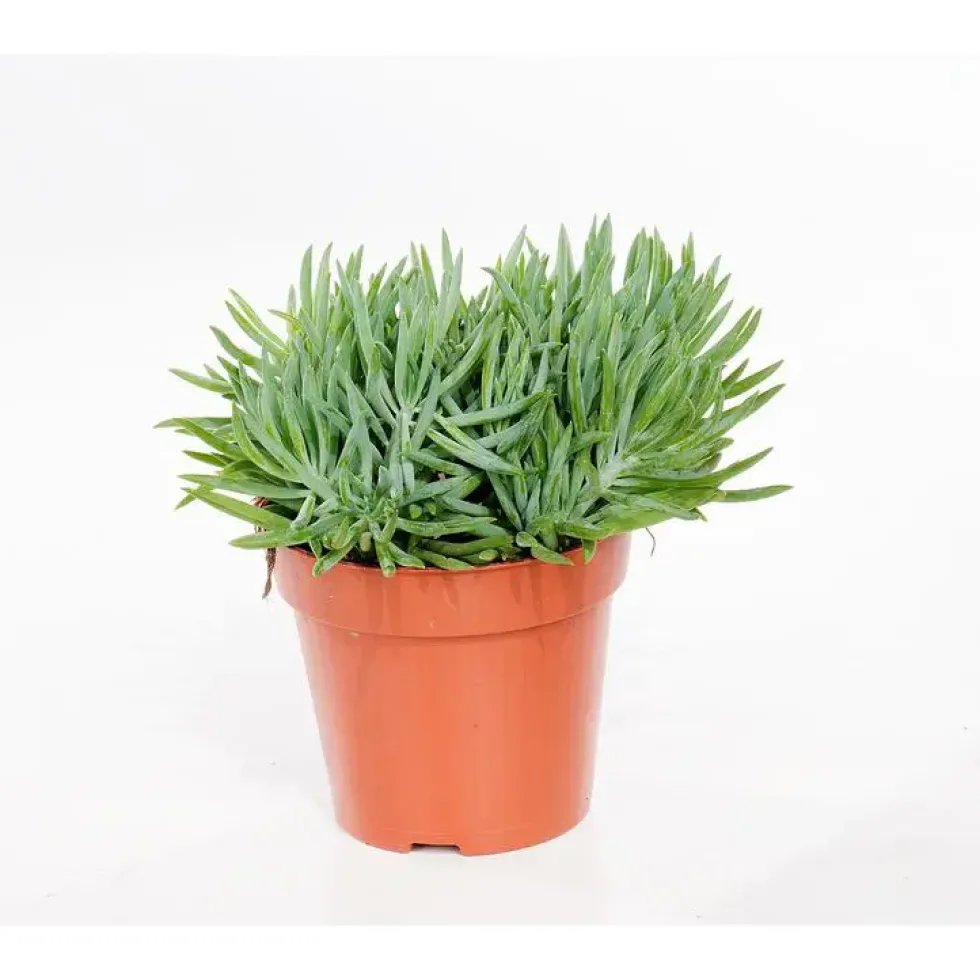 Senecio kilimanjaro