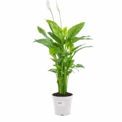 Spathiphyllum Sweet Benito pot Ø14 cm/ H55 cm