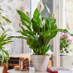 Spathiphyllum Sweet Benito pot Ø14 cm/ H55 cm