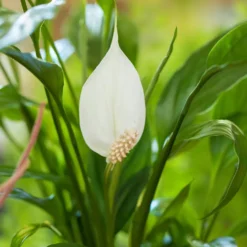 Spathiphyllum Sweet Benito pot Ø14 cm/ H55 cm