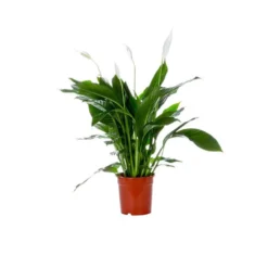 Spathiphyllum Sweet Chico le pot de diam. 17 cm