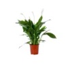 Spathiphyllum Sweet Chico pot Ø17 cm
