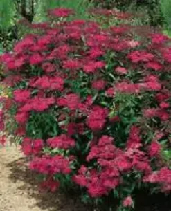 Spirea Japonica Anthony Waterer - Pot de 3L