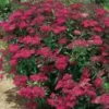 Spirea Japonica Anthony Waterer - Pot de 5L