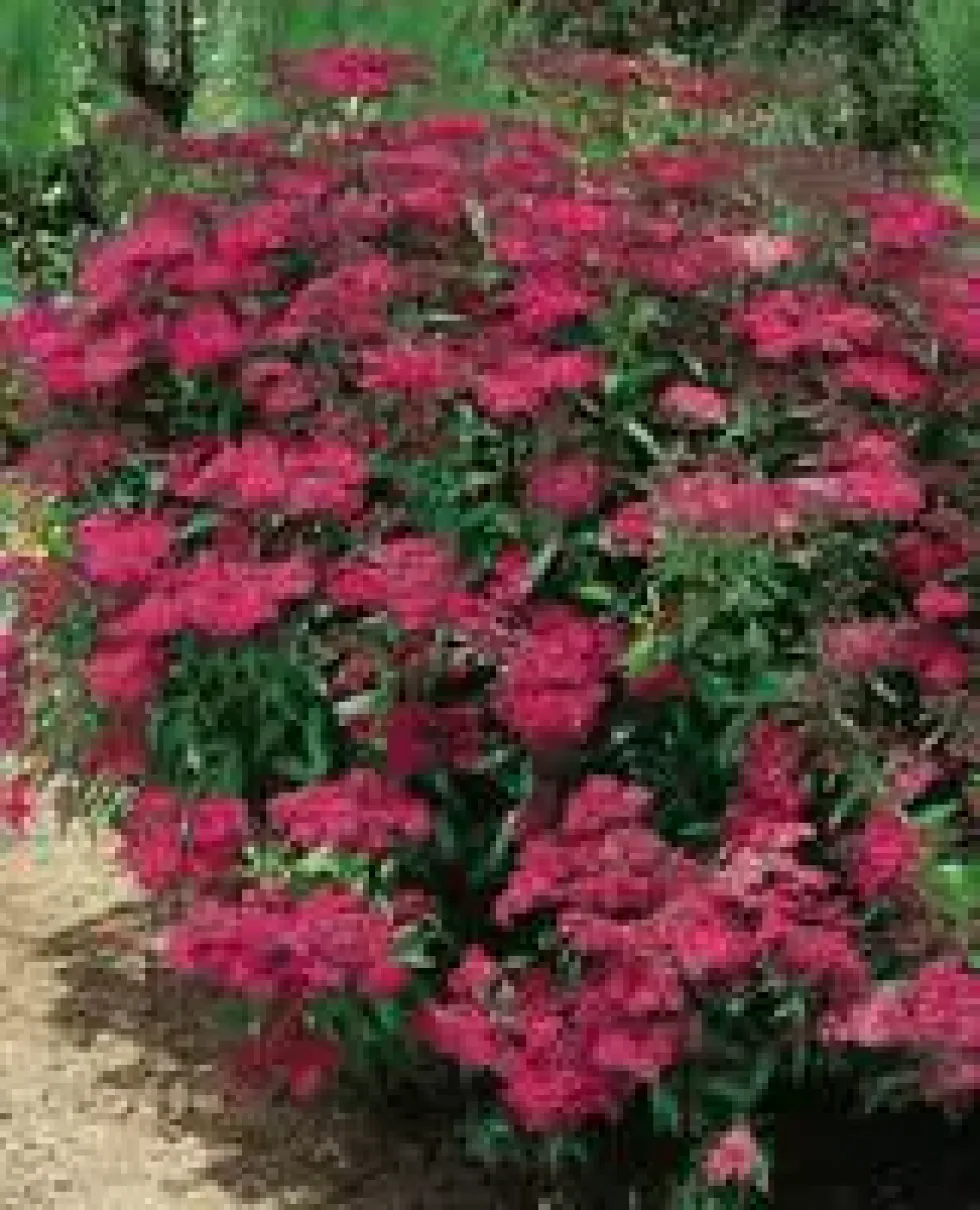 Spirea Japonica Anthony Waterer - Pot de 5L
