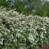 Spirea Van Houttei - Pot de 5L