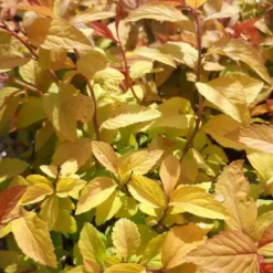 Spirée Bumalda Gold Flame. Le pot de 4 litres