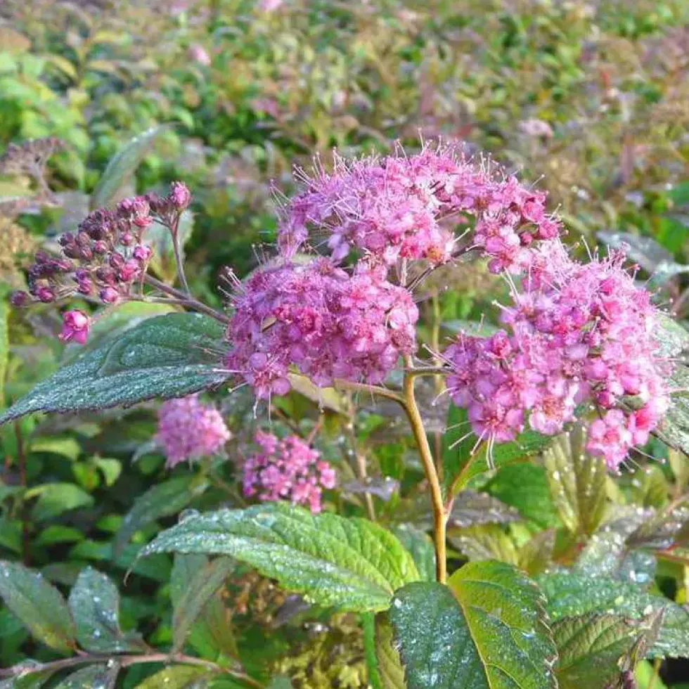 Spirée Japonaise Anthony Waterer touffe. Le pot de 3 litres