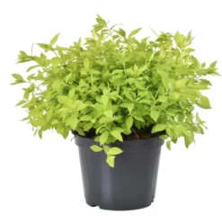Spirée japonaise jaune - Pot de 3L