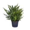 Spirée Japonaise Nipponica Snowmound touffe. Le pot de 5 litres