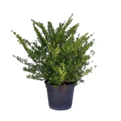 Spirée Japonaise Nipponica Snowmound touffe. Le pot de 5 litres