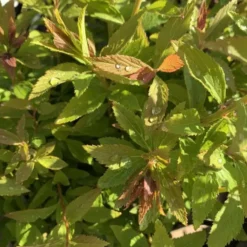 Spirée Japonica Shirobana rose 20/40. Le pot de 3 litres