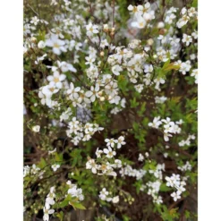 Spirée Thunbergii blanc. Le pot de 7 litres