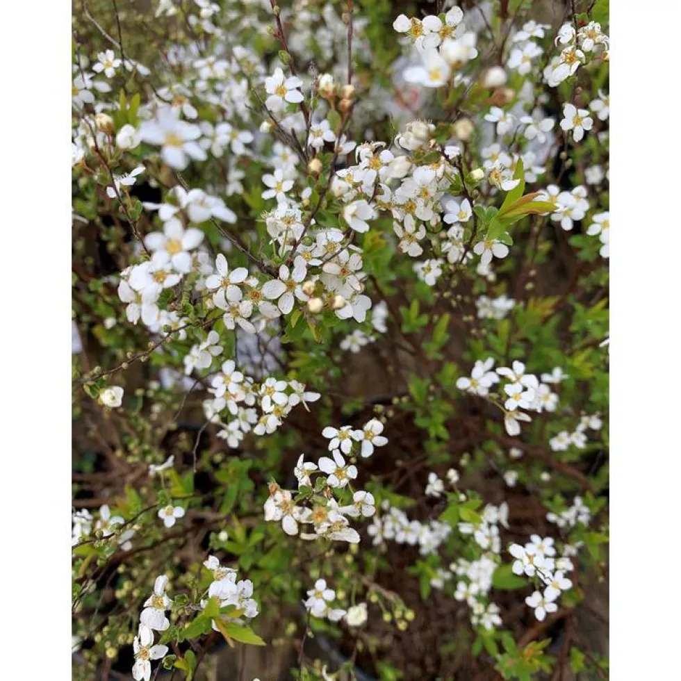 Spirée Thunbergii blanc. Le pot de 7 litres