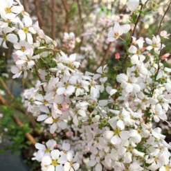 Spirée Thunbergii Fujino Pink. Le pot de 4 litres