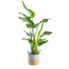 Strelitzia Nicolae et sa vannerie Ø 21 cm