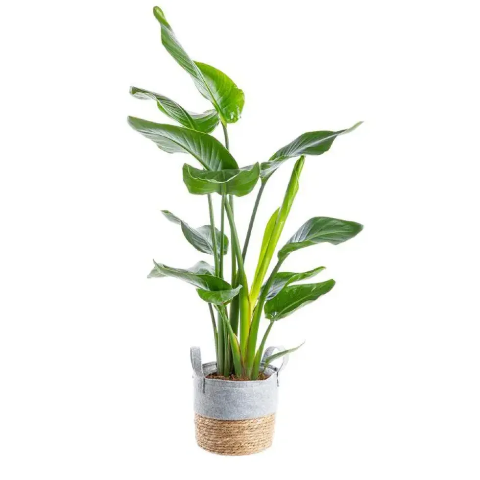 Strelitzia Nicolae et sa vannerie Ø 21 cm