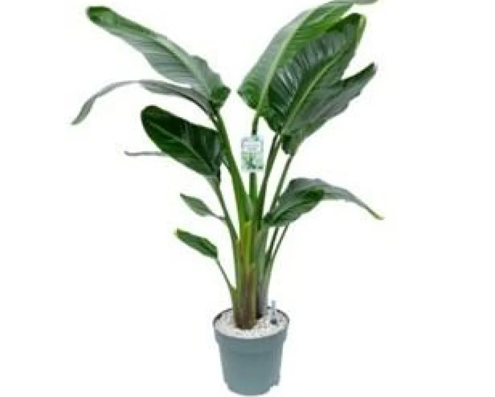 Strelitzia Nicolai. Le pot de Ø 27 x H 190 cm