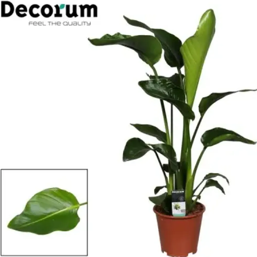Strelitzia Nicolai. Le pot de Ø 19 x H 110 cm