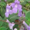 Streptocarpus - La suspension de 23 cm