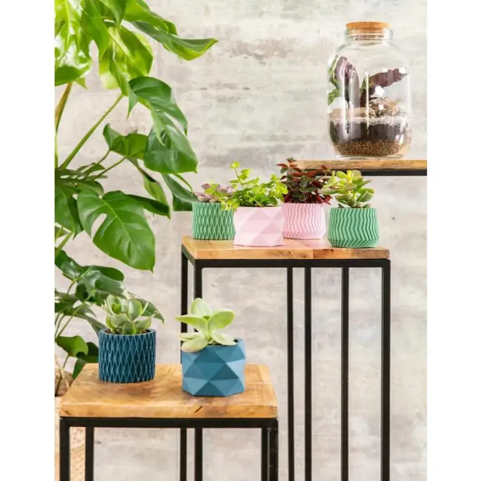 Succulente avec pot céramique modèles variés Ø 6,5 cm x H 10 cm