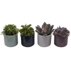 Succulente. La plante et son cache pot en céramique de 6 cm