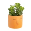 Succulente parmi modèles variés avec son cache pot Ø 8,5 cm