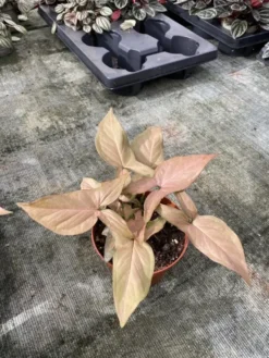 Syngonium Podophyllum ‘Red Heart’. Le pot de Ø 12 x H 20 cm