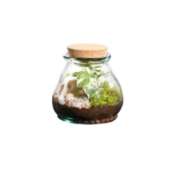 Terrarium autonome botanic® Bila Uso - Taille S Ø 12 cm H 12 cm