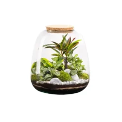 Terrarium autonome botanic® Moly Stone - Taille L Ø 23,5 cm H 25 cm