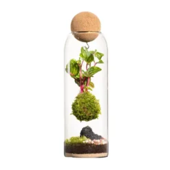 Terrarium autonome botanic® Niwa Kodedama - Ø 8,5 cm H 29 cm